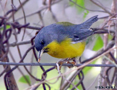 PITIAYUMÍ (Setophaga pitiayumi) - Parque Rivera-MONTEVIDEO (Agosto 2009)